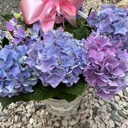 AUTUMN SPECIAL OFFER