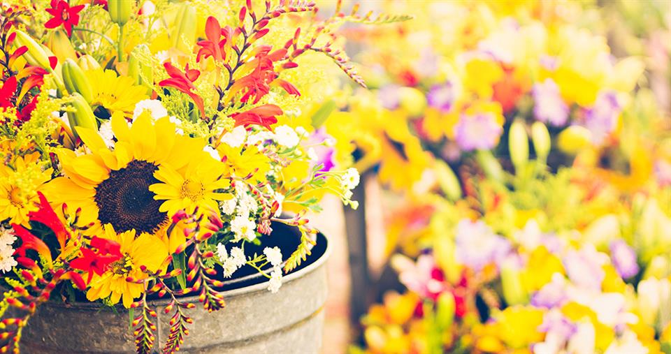 Summer Flowers