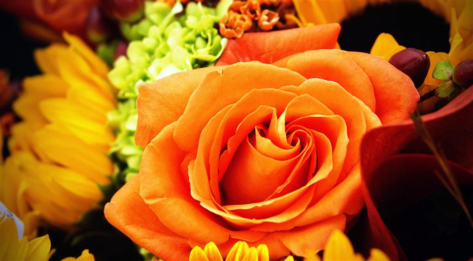 Autumn Flowers